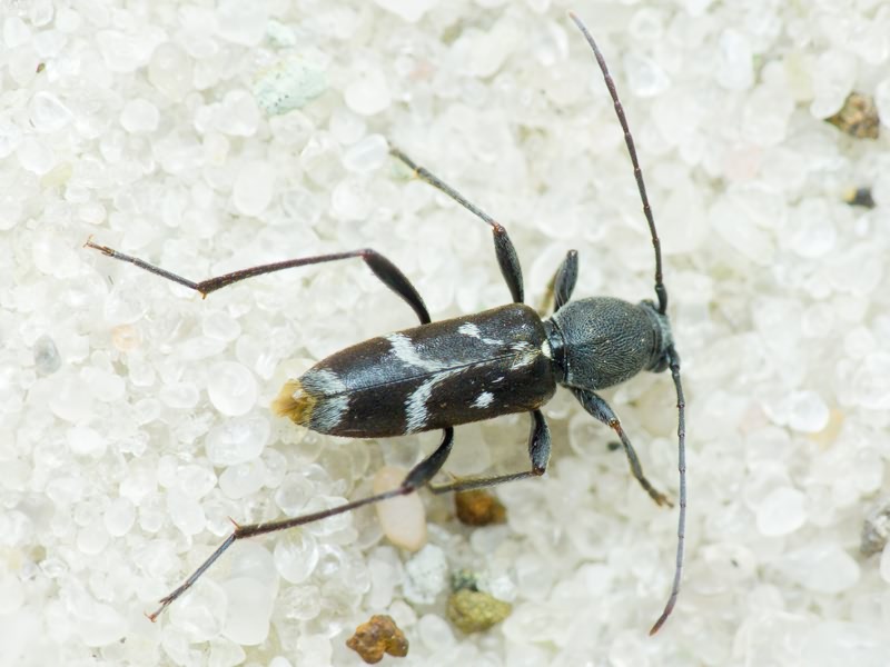 Chlorophorus sartor (O.F. Müller, 1766)